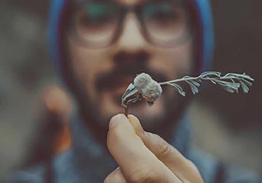 苍松照片