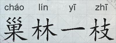 巢林一枝的拼音
