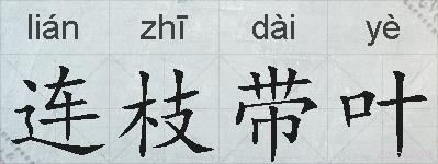 连枝带叶的拼音
