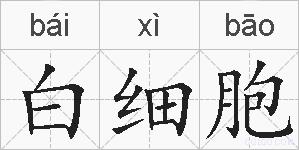 白细胞的拼音