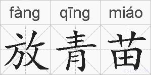 放青苗的拼音