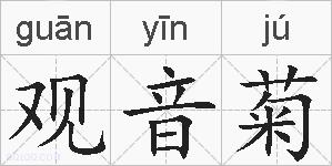 观音菊的拼音