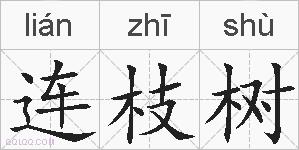 连枝树的拼音