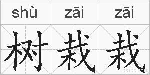 树栽栽的拼音