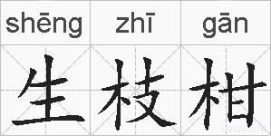 生枝柑的拼音