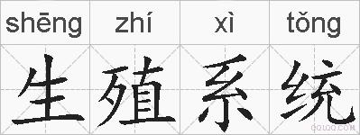 生殖系统的拼音