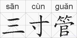 三寸管的拼音