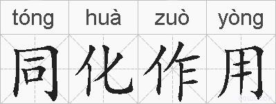同化作用的拼音