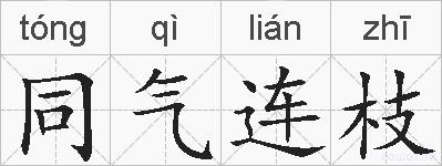 同气连枝的拼音
