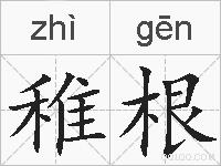 稚根的拼音