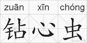 钻心虫是什么意思 拼音读音 词语解释 钻心虫的英文翻译 近义词 反义词 钻心虫的相关成语词语诗词名人明星